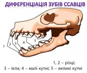 F:\Урок 08.12.17\дифер зуб ссавців.jpg
