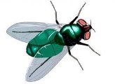 муха картинка для детей - Поиск в Google | Animals, Insects, Bee