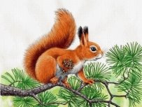 белка рисунок для детей: 4 тыс изображений найдено в Яндекс.Картинках |  Иллюстрации, Иллюстрации с животными, Белка