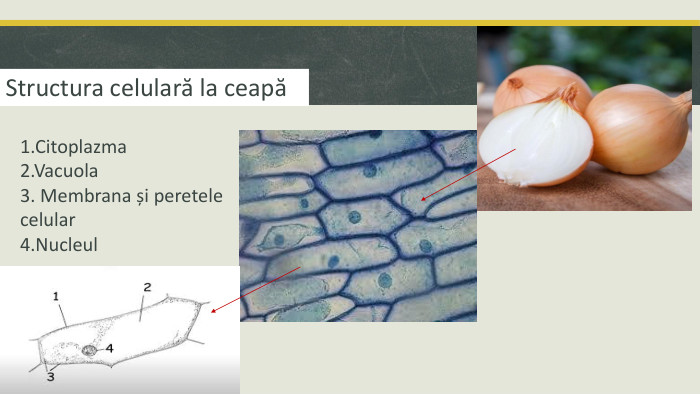 1. Citoplazma2. Vacuola3. Membrana și peretele celular4. Nucleul. Structura celulară la ceapă
