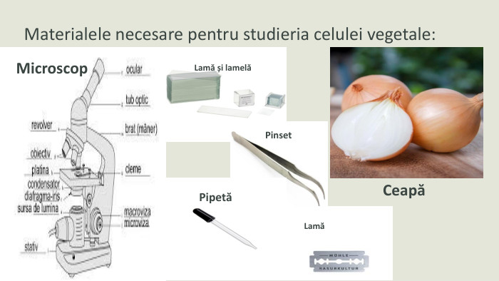 Materialele necesare pentru studieria celulei vegetale: Microscop. Lamă și lamelăPinset. PipetăLamăCeapă