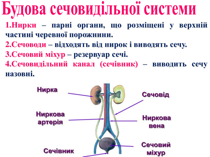 1. Нирки – парні органи, що розміщені у верхній частині черевної порожнини.2. Сечоводи – відходять від нирок і виводять сечу.3. Сечовий міхур – резервуар сечі.4. Сечовидільний канал (сечівник) – виводить сечу назовні. Будова сечовидільної системи 