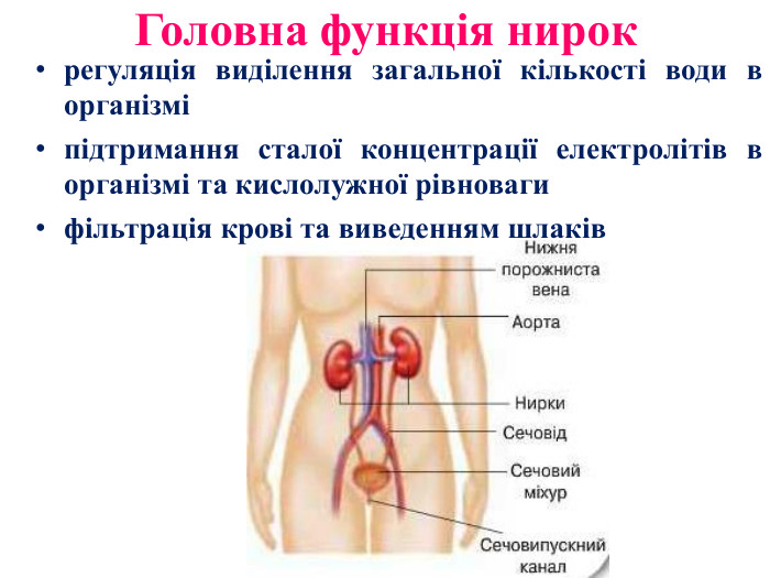 Головна функція нирокрегуляція виділення загальної кількості води в організміпідтримання сталої концентрації електролітів в організмі та кислолужної рівновагифільтрація крові та виведенням шлаків 