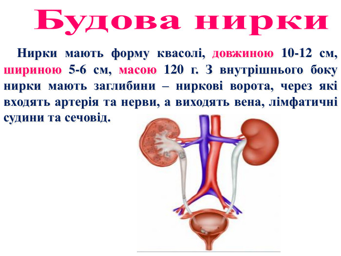  Нирки мають форму квасолі, довжиною 10-12 см, шириною 5-6 см, масою 120 г. З внутрішнього боку нирки мають заглибини – ниркові ворота, через які входять артерія та нерви, а виходять вена, лімфатичні судини та сечовід. Будова нирки