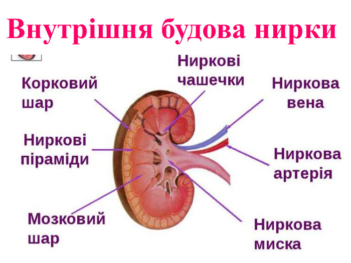 Внутрішня будова нирки