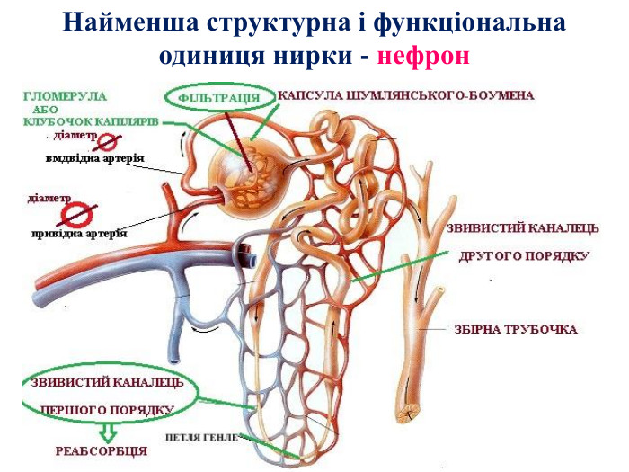 Найменша структурна і функціональна одиниця нирки - нефрон