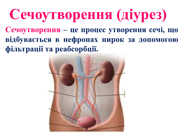 Сечоутворення (діурез)Сечоутворення – це процес утворення сечі, що відбувається в нефронах нирок за допомогою фільтрації та реабсорбції.