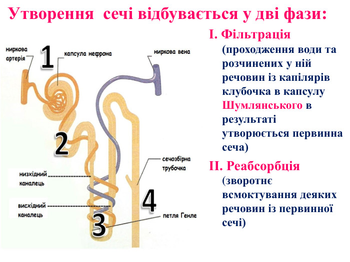 Утворення сечі відбувається у дві фази:І. Фільтрація (проходження води та розчинених у ній речовин із капілярів клубочка в капсулу Шумлянського в результаті утворюється первинна сеча)ІІ. Реабсорбція (зворотнє всмоктування деяких речовин із первинної сечі)