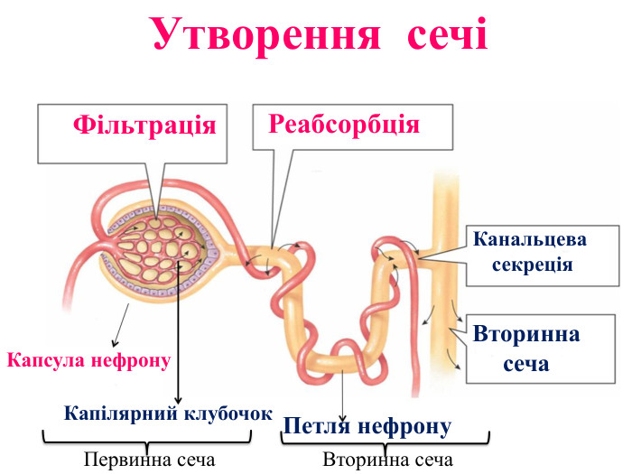 Утворення сечіФільтрація. Капсула нефрону. Капілярний клубочок. Петля нефрону. Реабсорбція. Канальцева секреція. Вторинна сеча. Первинна сеча. Вторинна сеча