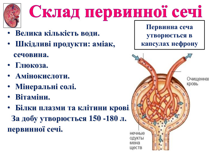 Велика кількість води. Шкідливі продукти: аміак, сечовина. Глюкоза. Амінокислоти. Мінеральні солі. Вітаміни. Білки плазми та клітини крові. За добу утворюється 150 -180 л.первинної сечі. Склад первинної сечіПервинна сеча утворюється в капсулах нефрону