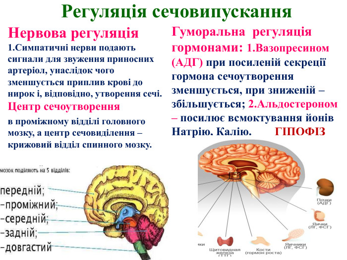 Регуляція сечовипускання Нервова регуляція 1. Симпатичні нерви подають сигнали для звуження приносних артеріол, унаслідок чого зменшується приплив крові до нирок і, відповідно, утворення сечі. Центр сечоутворення в проміжному відділі головного мозку, а центр сечовиділення – крижовий відділ спинного мозку. Гуморальна регуляція гормонами: 1. Вазопресином (АДГ) при посиленій секреції гормона сечоутворення зменшується, при зниженій –збільшується; 2. Альдостероном – посилює всмоктування йонів Натрію, Калію. ГІПОФІЗ