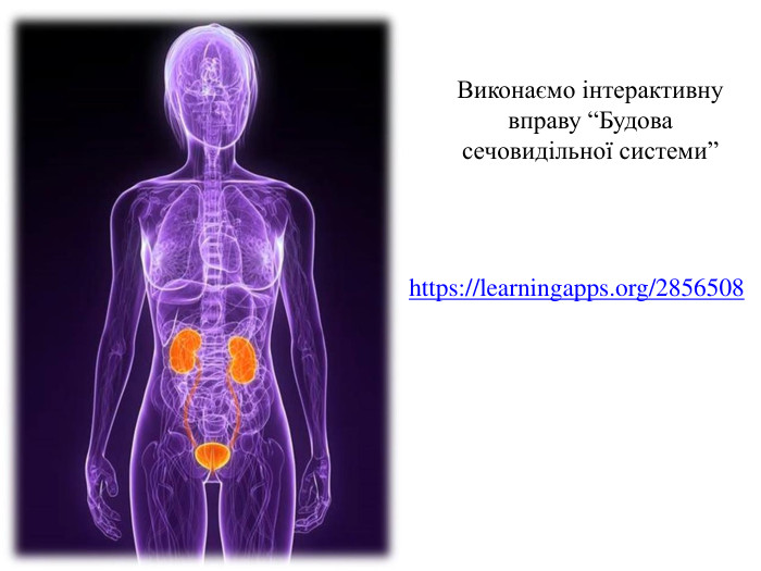 https://learningapps.org/2856508 Виконаємо інтерактивну вправу “Будова сечовидільної системи”