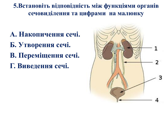 5. Встановіть відповідність між функціями органів сечовиділення та цифрами на малюнку А. Накопичення сечі. Б. Утворення сечі. В. Переміщення сечі. Г. Виведення сечі.