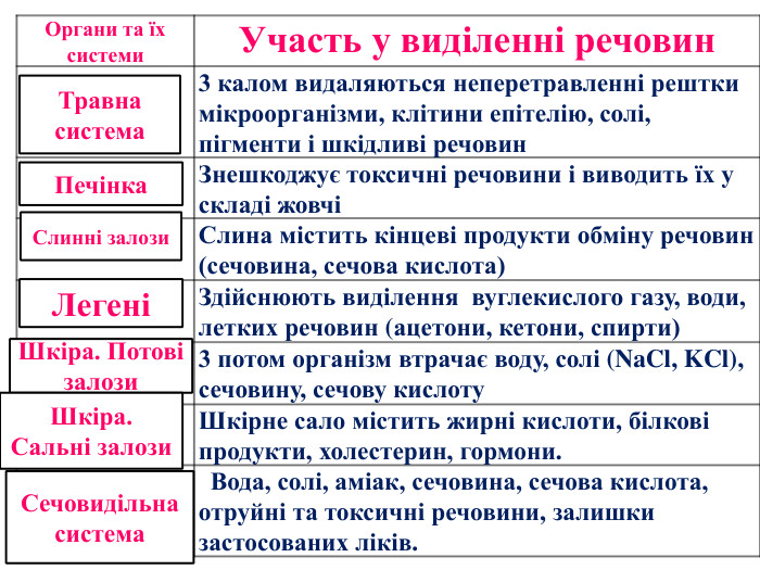 Органи та їх системи. Участь у виділенні речовин3 калом видаляються неперетравленні рештки мікроорганізми, клітини епітелію, солі, пігменти і шкідливі речовин. Знешкоджує токсичні речовини і виводить їх у складі жовчіСлина містить кінцеві продукти обміну речовин (сечовина, сечова кислота)Здійснюють виділення вуглекислого газу, води, летких речовин (ацетони, кетони, спирти)3 потом організм втрачає воду, солі (Na. Cl, KCl), сечовину, сечову кислоту. Шкірне сало містить жирні кислоти, білкові продукти, холестерин, гормони. Вода, солі, аміак, сечовина, сечова кислота, отруйні та токсичні речовини, залишки застосованих ліків. Травна система. Печінка. Слинні залози. ЛегеніШкіра. Потові залози. Шкіра. Сальні залози. Сечовидільна система