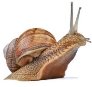 Картинки по запросу snail