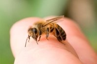 Апітерапія: бджолина отрута на сторожі вашого здоров'я | ВІКНА. Новини  Калуша та Прикарпаття