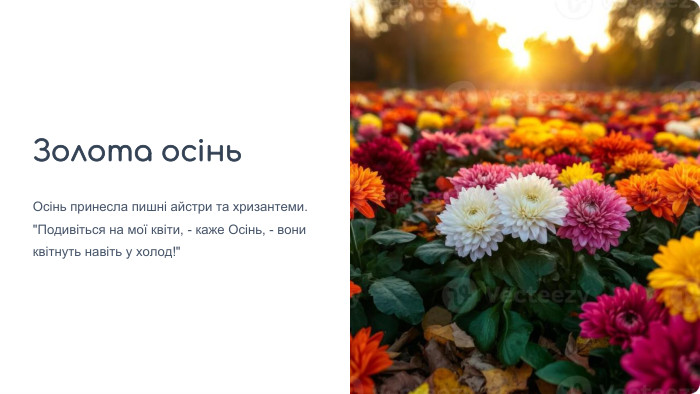 Золота осінь. Осінь принесла пишні айстри та хризантеми. 