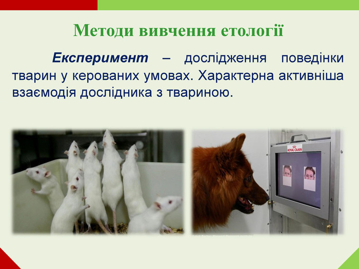 Методи вивчення етології    Експеримент – дослідження поведінки тварин у керованих умовах. Характерна активніша взаємодія дослідника з твариною.     