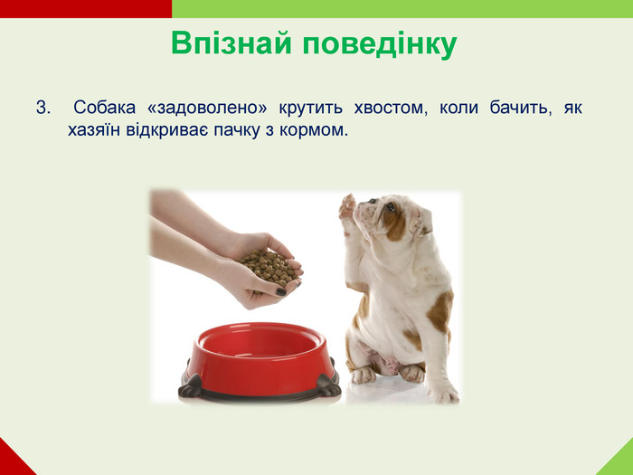 Впізнай поведінку  3.  Собака «задоволено» крутить хвостом, коли бачить, як хазяїн відкриває пачку з кормом.      