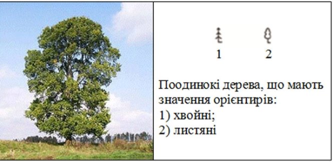  Поодинокі дерева, що мають значення орієнтирів та їх зображення на картах