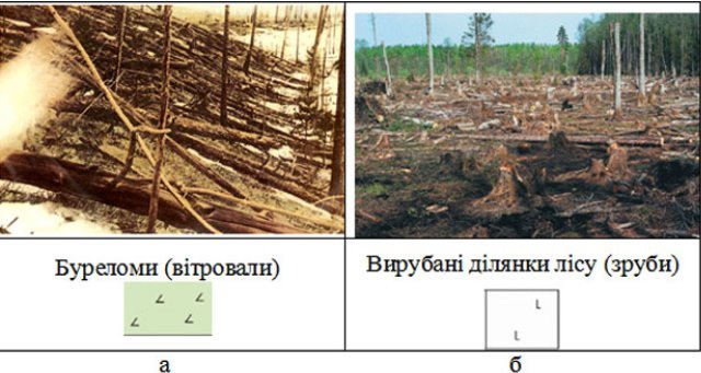 Буреломи і вирубані ділянки лісу
