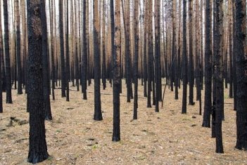 Картинки по запросу фото горелый лес