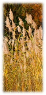 Результат пошуку зображень за запитом фото высокая трава заросли украина