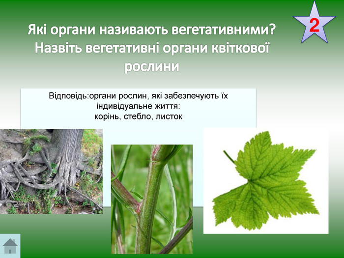  Які органи називають вегетативними?Назвіть вегетативні органи квіткової рослини2 Відповідь:органи рослин, які забезпечують їх індивідуальне життя:корінь, стебло, листокstyle.colorfillcolorfill.typefill.onrrrrr