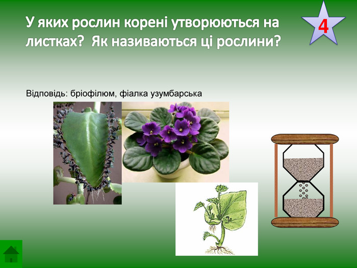  У яких рослин корені утворюються на листках? Як називаються ці рослини?4 Відповідь: бріофілюм, фіалка узумбарськаstyle.colorfillcolorfill.typefill.onrrrrr