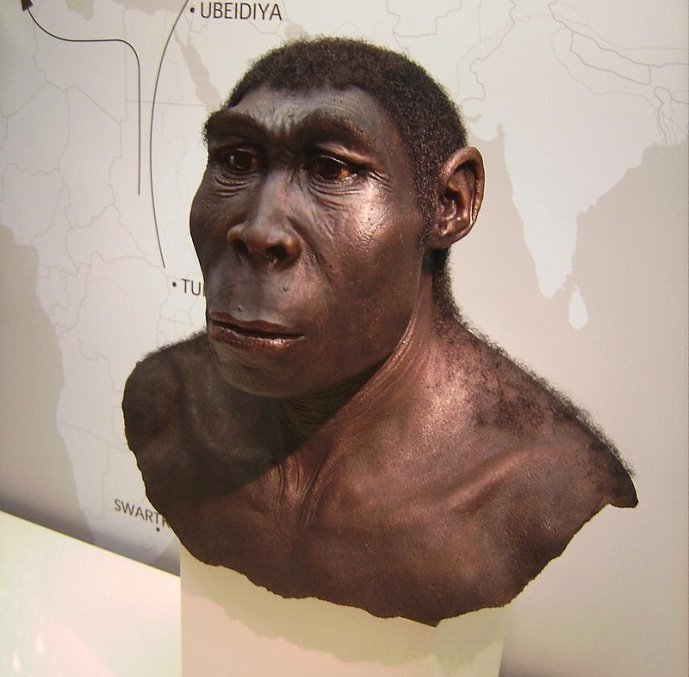 Homo erectus.JPG