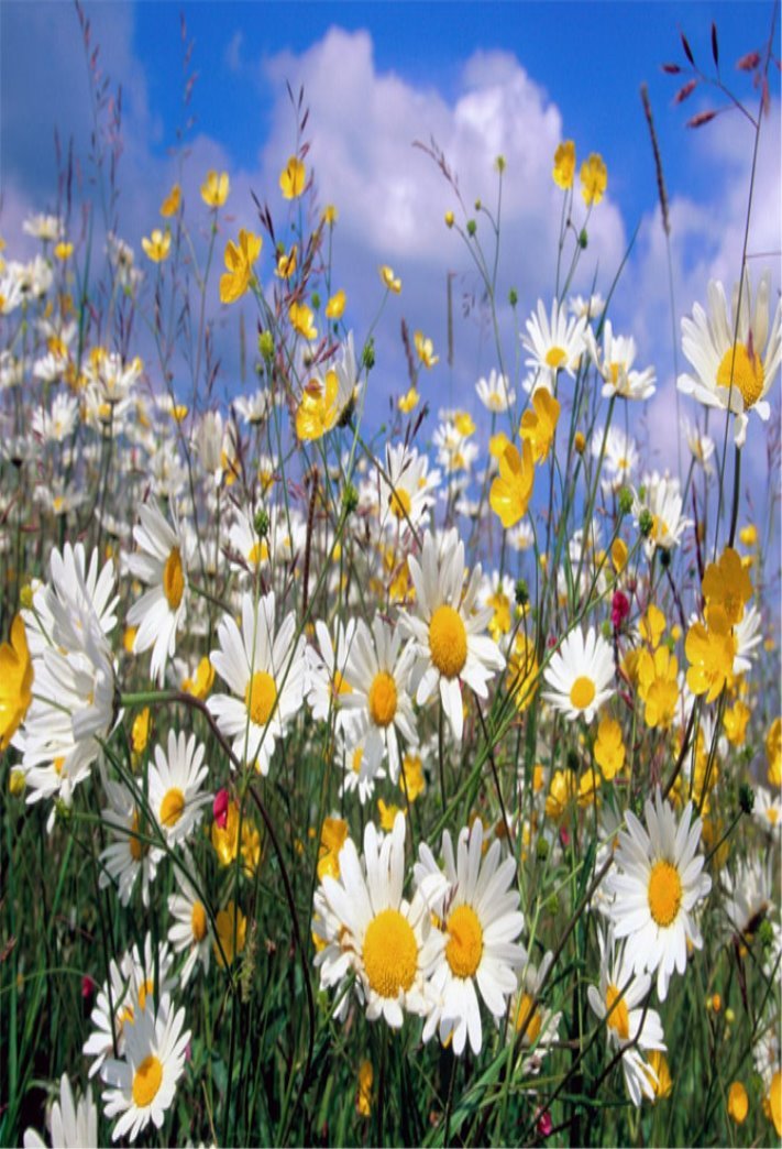 http://amolife.com/image/images/stories/Nature/Flowers/white_and_yellow.jpg