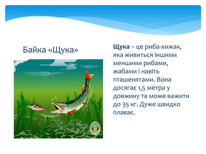 Байка «Щука»Щука – це риба-хижак, яка живиться іншими меншими рибами, жабами і навіть пташенятами. Вона досягає 1,5 метра у довжину та може важити до 35 кг. Дуже швидко плаває.
