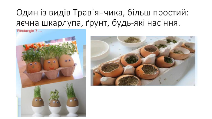 Один із видів Трав`янчика, більш простий: яєчна шкарлупа, ґрунт, будь-які насіння.