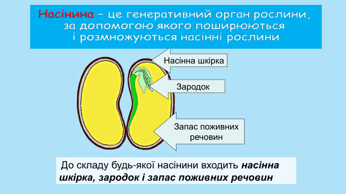  До складу будь-якої насінини входить насінна шкірка, зародок і запас поживних речовин. Насінна шкірка Зародок Запас поживних речовин