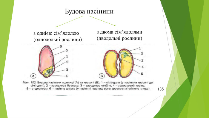 Будова насіниниз однією сім’ядолею(однодольні рослини) з двома сім’ядолями(дводольні рослини) 135