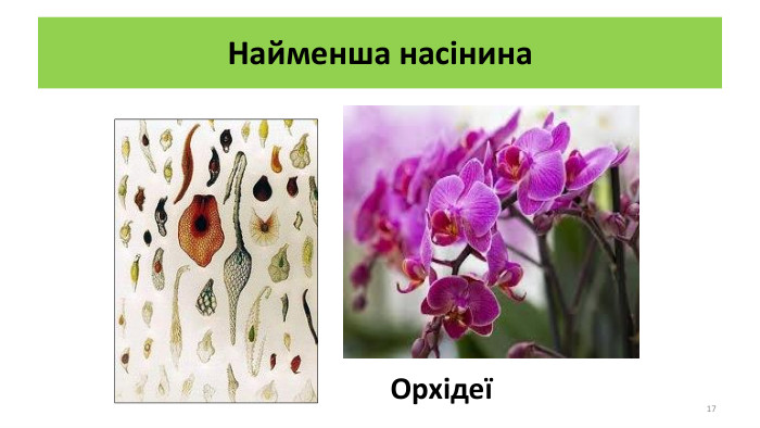 Найменша насінина. Орхідеї17
