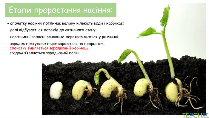 Етапи проростання насіння:- спочатку насіння поглинає велику кількість води і набрякає;- далі відбувається перехід до активного стану;- нерозчинні запасні речовини перетворюються у розчинні;- зародок поступово перетворюється на проросток, спочатку з’являється зародковий корінець, згодом з’являється зародковий пагін