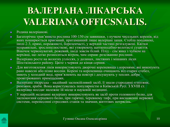 Гутянко Оксана Олександрівна * ВАЛЕРІАНА ЛІКАРСЬКА VALERIANA OFFICSNALIS. Родина валеріанові. Багаторічна трав’яниста рослина 100-150 см заввишки, з пучком чисельних коренів, від яких поширюється приємний, притаманний лише валеріані запах. Стебла поодинокі, іноді 2-3, прямі, порожнисті, борозенчасті, у верхній частині розгалужені. Квітки неправильні, зрослопелюсткові, які утворюють щиткоподібно-волотисті суцвіття. Віночок червонуватий, рожевий, іноді зовсім білий. Плід – сім’янка з чубком на верхівці, що легко розноситься вітром, чим сприяє розсіванню рослини. Валеріана росте на вологих узліссях, у долинах, листяних і мішаних лісах Шосткінського району. Цвіте з червня до кінця серпня.  Для виготовлення ліків використовують дворічні кореневища з коренями, які викопують рано навесні або пізно восени. Корені та кореневища очищають від старих стебел, миють у холодній воді, прив’ялюють на повітрі і досушують у теплих добре провітрюваних приміщеннях. Валеріана лікарська – надійний заспокійливий засіб, її знали стародавні єгиптяни, римляни, араби. Вона користувалась популярністю в Київській Русі. З XVIII ст. валеріана посідає належне їй місце в науковій медицині. У народній медицині валеріану використовують як засіб проти головного болю, для заспокоєння серцевого болю, при гарячці, черевному тифі, при виснаженні нервової системи, перенесенні стресових станів та значних життєвих потрясінь.   
