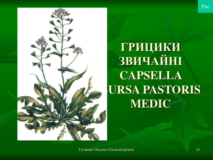 Гутянко Оксана Олександрівна * ГРИЦИКИ ЗВИЧАЙНІ CAPSELLA BURSA PASTORIS MEDIC  Рис 