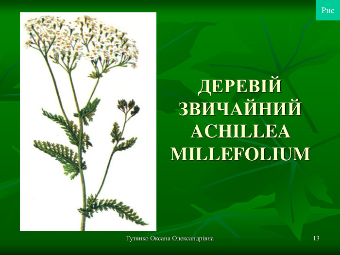 Гутянко Оксана Олександрівна * ДЕРЕВІЙ ЗВИЧАЙНИЙ ACHILLEA MILLEFOLIUM  Рис 