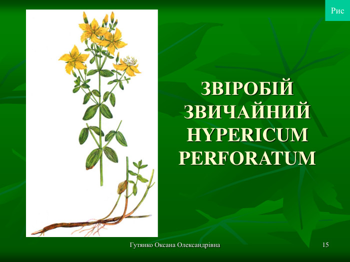 Гутянко Оксана Олександрівна * ЗВІРОБІЙ ЗВИЧАЙНИЙ HYPERICUM PERFORATUM  Рис 