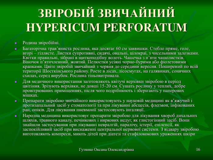 Гутянко Оксана Олександрівна * ЗВІРОБІЙ ЗВИЧАЙНИЙ HYPERICUM PERFORATUM  Родина звіробійні. Багаторічна трав’яниста рослина, яка досягає 60 см заввишки. Стебло пряме, голе, вгорі – гіллясте. Листки супротивні, сидячі, овальні, цілокраї, з чисельними залозками. Квітки правильні, зібрані в щиткоподібну волоть. Чашечка з п’яти чашолистків. Віночок п’ятичленний, жовтий. Пелюстки усіяні чорно-бурими або фіолетовими крапками. Цвіте звіробій звичайний з червня до середини вересня. Поширений по всій території Шосткінського району. Росте в лісах, лісосмугах, на галявинах, сонячних схилах, серед вирубок. Рослина тіньовитривала. Для медичного використання заготовляють квітучі верхівки звіробою в період цвітіння. Зрізують верхівки, не довші 15-20 см. Сушать рослину у теплих, добре провітрюваних приміщеннях, після чого подрібнюють і зберігають у паперових мішках.  Препарати звіробою звичайного використовують у науковій медицині як в’яжучий і протизапальний засіб у стоматології та при лікуванні абсцесів, флегмон, інфікованих ран, опіків. Для лікування пневмонії застосовують інгаляції. Народна медицина використовує препарати звіробою для лікування хвороб дихальних шляхів, травного каналу, печінкових і ниркових недуг, як глистогінний засіб. Вони знайшли застосування при лікуванні невралгій, паралічу, істерії, епілепсії, як заспокійливий засіб при виснаженні центральної нервової системи. З відвару звіробою виготовляють компреси, миють дітей при діатезі та стафілококових ураженнях шкіри  