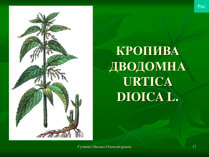 Гутянко Оксана Олександрівна * КРОПИВА ДВОДОМНА URTICA DIOICA L. Рис 