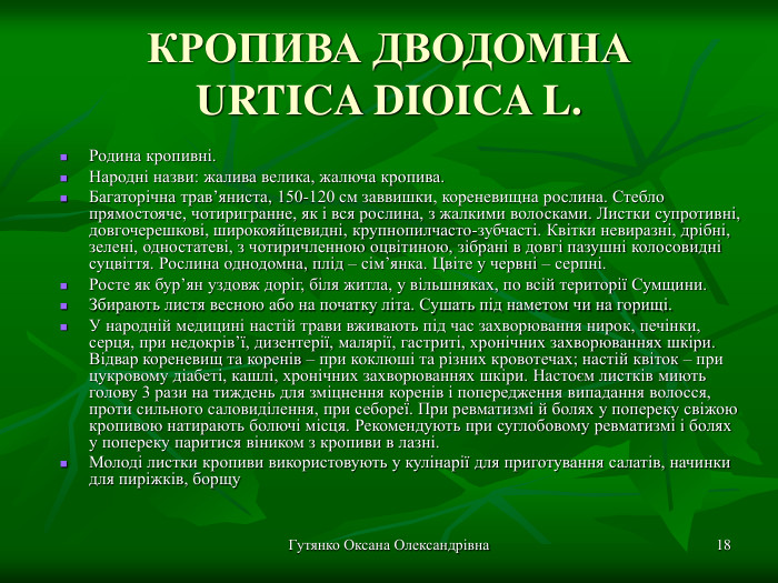 Гутянко Оксана Олександрівна * КРОПИВА ДВОДОМНА URTICA DIOICA L. Родина кропивні. Народні назви: жалива велика, жалюча кропива. Багаторічна трав’яниста, 150-120 см заввишки, кореневищна рослина. Стебло прямостояче, чотиригранне, як і вся рослина, з жалкими волосками. Листки супротивні, довгочерешкові, широкояйцевидні, крупнопилчасто-зубчасті. Квітки невиразні, дрібні, зелені, одностатеві, з чотиричленною оцвітиною, зібрані в довгі пазушні колосовидні суцвіття. Рослина однодомна, плід – сім’янка. Цвіте у червні – серпні. Росте як бур’ян уздовж доріг, біля житла, у вільшняках, по всій території Сумщини. Збирають листя весною або на початку літа. Сушать під наметом чи на горищі. У народній медицині настій трави вживають під час захворювання нирок, печінки, серця, при недокрів’ї, дизентерії, малярії, гастриті, хронічних захворюваннях шкіри. Відвар кореневищ та коренів – при коклюші та різних кровотечах; настій квіток – при цукровому діабеті, кашлі, хронічних захворюваннях шкіри. Настоєм листків миють голову 3 рази на тиждень для зміцнення коренів і попередження випадання волосся, проти сильного саловиділення, при себореї. При ревматизмі й болях у попереку свіжою кропивою натирають болючі місця. Рекомендують при суглобовому ревматизмі і болях у попереку паритися віником з кропиви в лазні. Молоді листки кропиви використовують у кулінарії для приготування салатів, начинки для пиріжків, борщу  
