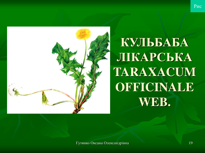 Гутянко Оксана Олександрівна * КУЛЬБАБА ЛІКАРСЬКА TARAXACUM OFFICINALE WEB. Рис 