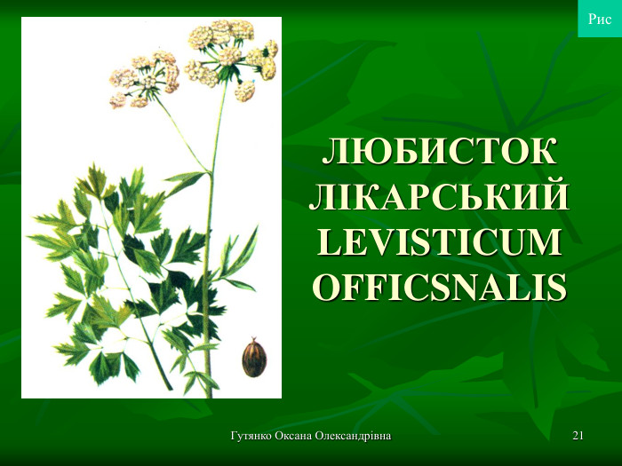 Гутянко Оксана Олександрівна * ЛЮБИСТОК ЛІКАРСЬКИЙ LEVISTICUM OFFICSNALIS Рис 