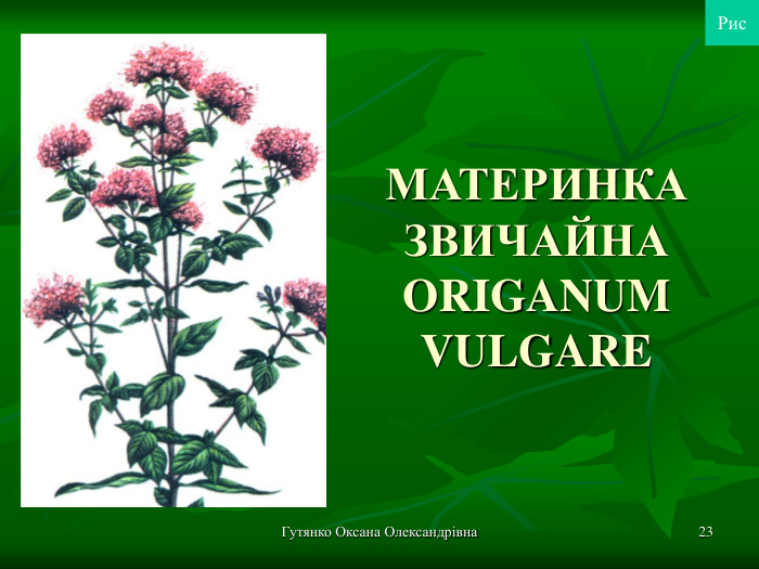 Гутянко Оксана Олександрівна * МАТЕРИНКА ЗВИЧАЙНА ORIGANUM VULGARE  Рис 