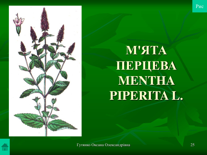 Гутянко Оксана Олександрівна * М'ЯТА ПЕРЦЕВА MENTHA PIPERITA L. Рис 