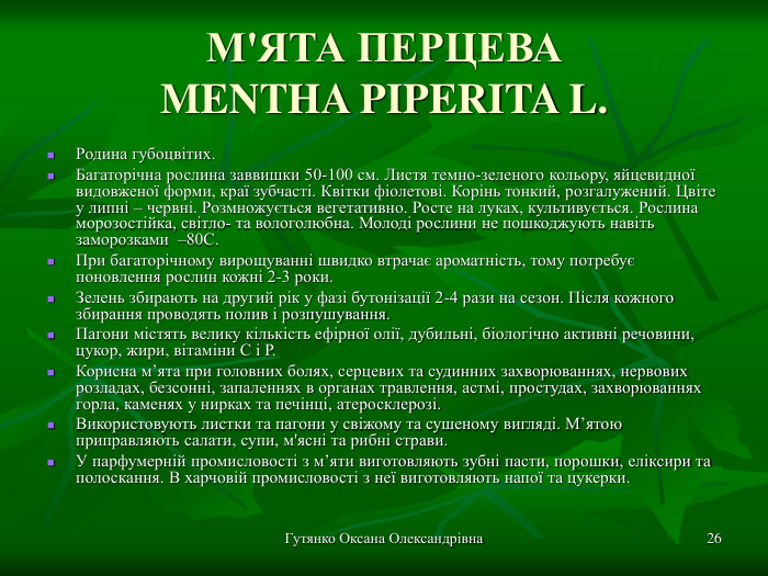 Гутянко Оксана Олександрівна * М'ЯТА ПЕРЦЕВА MENTHA PIPERITA L. Родина губоцвітих. Багаторічна рослина заввишки 50-100 см. Листя темно-зеленого кольору, яйцевидної видовженої форми, краї зубчасті. Квітки фіолетові. Корінь тонкий, розгалужений. Цвіте у липні – червні. Розмножується вегетативно. Росте на луках, культивується. Рослина морозостійка, світло- та вологолюбна. Молоді рослини не пошкоджують навіть заморозками  –80С. При багаторічному вирощуванні швидко втрачає ароматність, тому потребує поновлення рослин кожні 2-3 роки. Зелень збирають на другий рік у фазі бутонізації 2-4 рази на сезон. Після кожного збирання проводять полив і розпушування. Пагони містять велику кількість ефірної олії, дубильні, біологічно активні речовини, цукор, жири, вітаміни С і Р.  Корисна м’ята при головних болях, серцевих та судинних захворюваннях, нервових розладах, безсонні, запаленнях в органах травлення, астмі, простудах, захворюваннях горла, каменях у нирках та печінці, атеросклерозі.  Використовують листки та пагони у свіжому та сушеному вигляді. М’ятою приправляють салати, супи, м'ясні та рибні страви.  У парфумерній промисловості з м’яти виготовляють зубні пасти, порошки, еліксири та полоскання. В харчовій промисловості з неї виготовляють напої та цукерки.  