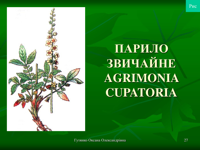 Гутянко Оксана Олександрівна * ПАРИЛО ЗВИЧАЙНЕ AGRIMONIA CUPATORIA Рис 